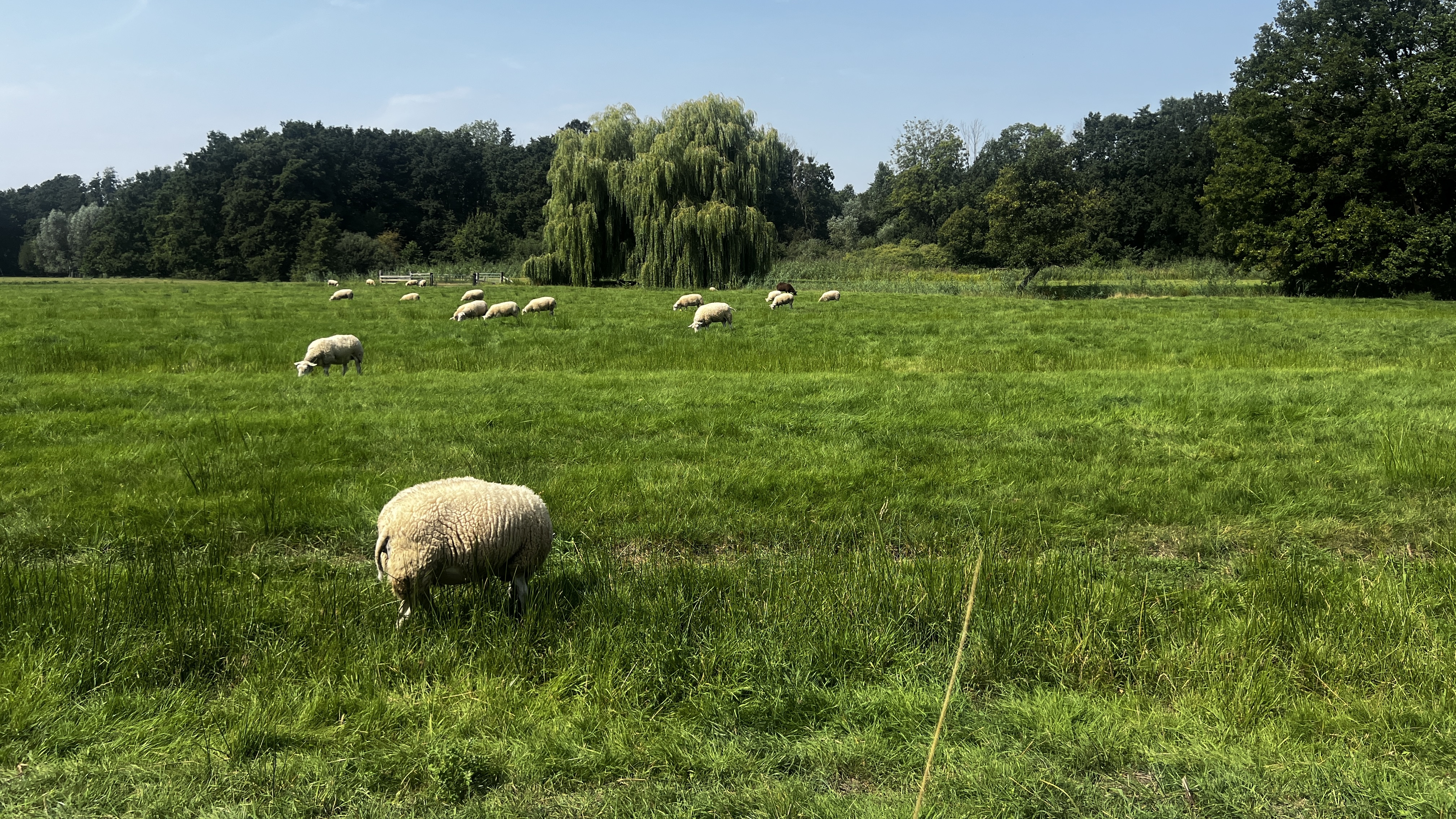 Sheep in field